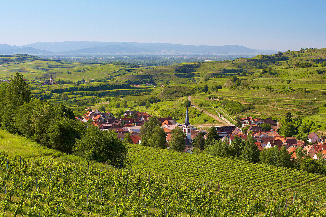 View over vineyards to Bickensohl and Oberrotweil, Vosges Mountains in background, Vogtsburg im Kaiserstuhl, Baden-Wurttemberg, Germany