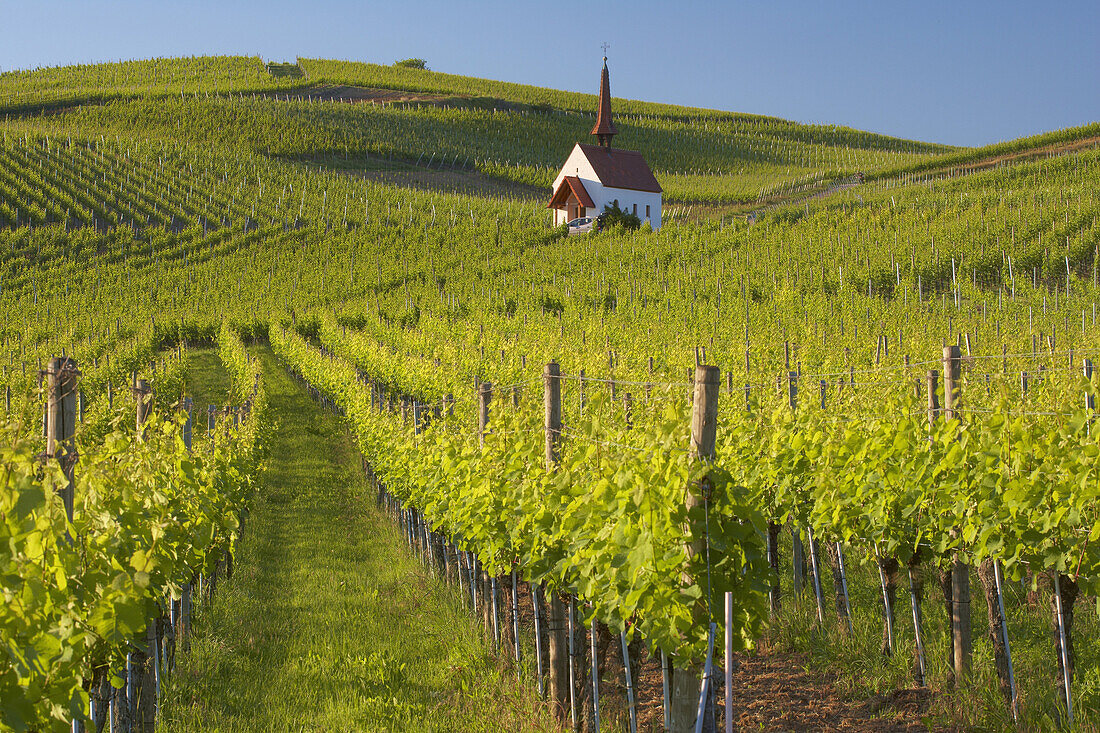 Blick auf Weinberge mit Eichertkapelle, Jechtingen, Sasbach am Kaiserstuhl, Baden-Württemberg, Deutschland, Europa