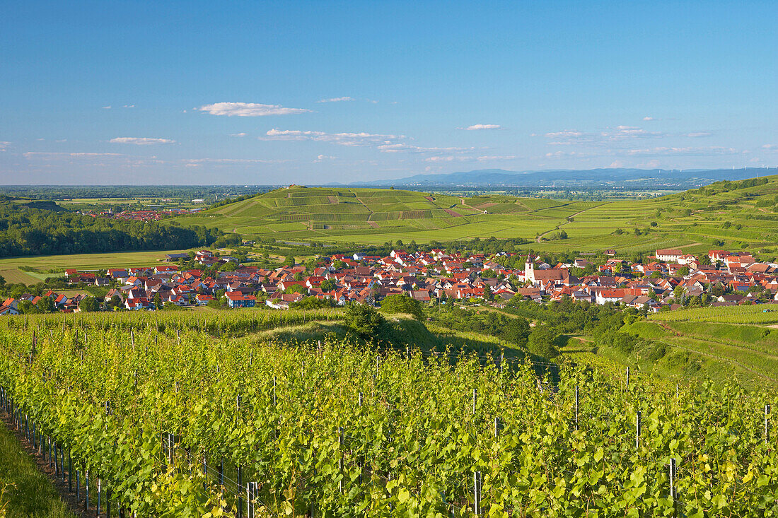 Blick über Weinberge auf Jechtingen, Sasbach am Kaiserstuhl, Baden-Württemberg, Deutschland