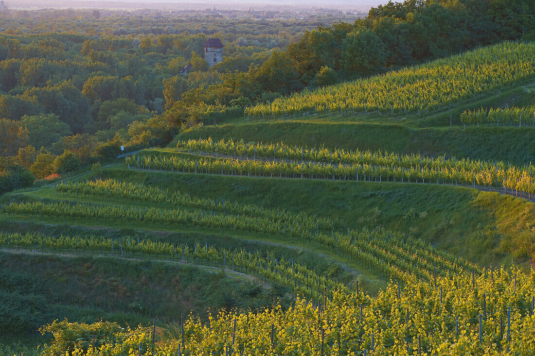 View over vineyards, Sponeck castle, Jechtingen, Sasbach am Kaiserstuhl, Baden-Württemberg, Germany, Europe