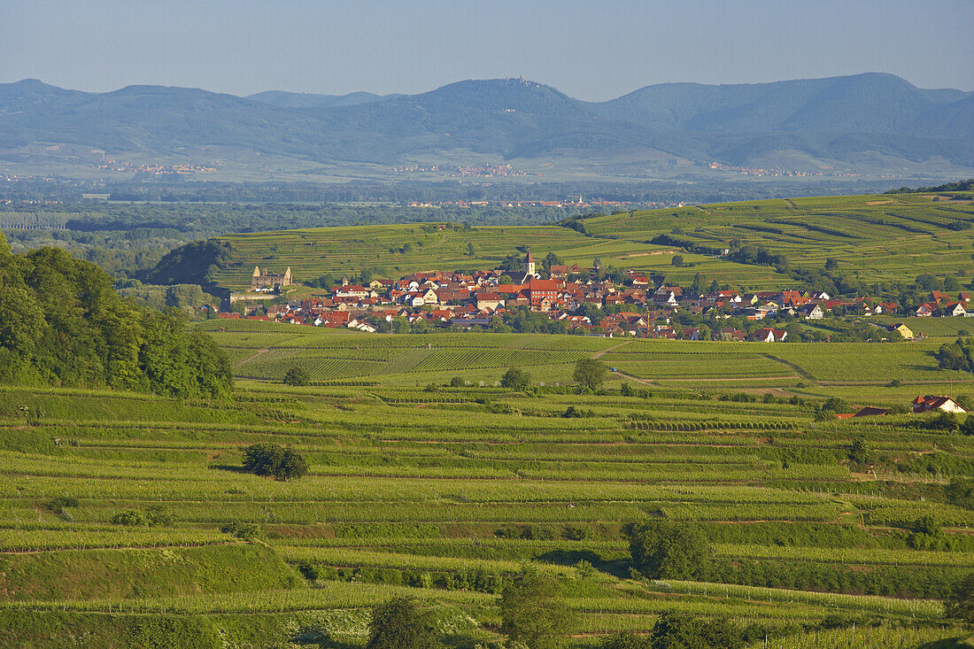 View over Vineyards at Burkheim, Kaiserstuhl, Baden-Württemberg, Germany, Europe