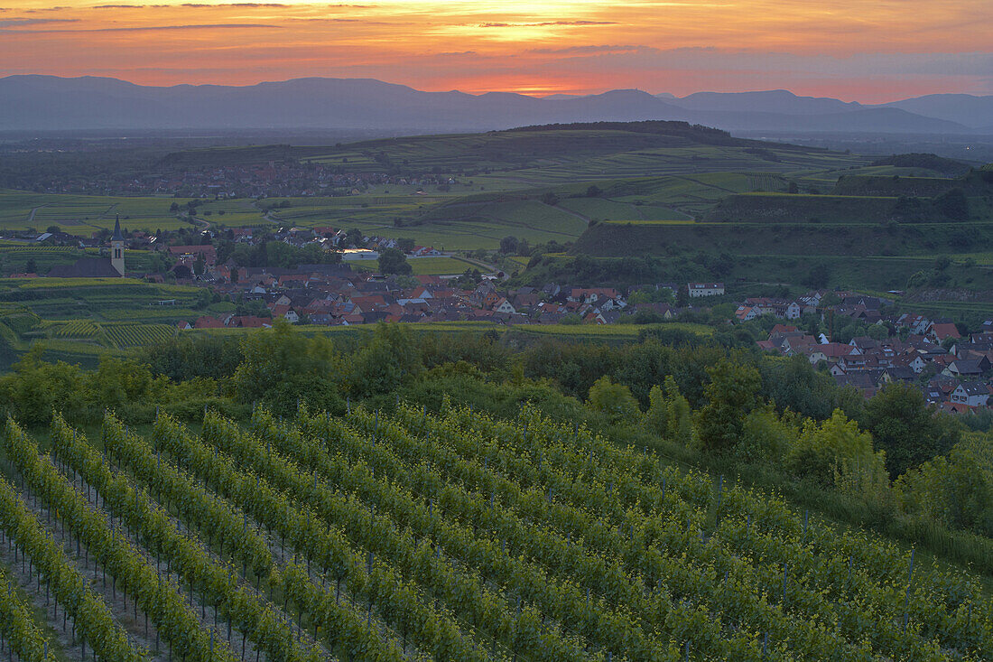 Blick über Weinberge auf Oberrotweil und Burkheim, Vogesen, Frühling, Kaiserstuhl, Baden-Württemberg, Deutschland, Europa