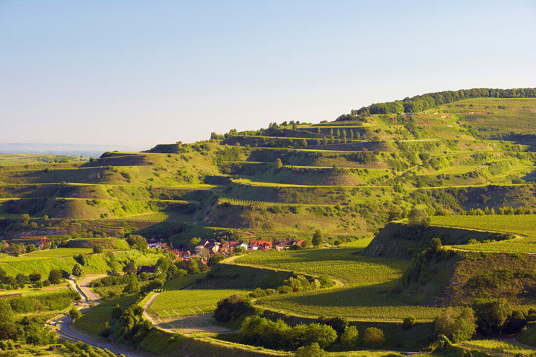 Blick auf Weinberge, Mondhalde, Oberrotweil, Vogtsburg im Kaiserstuhl, Baden-Württemberg, Deutschland