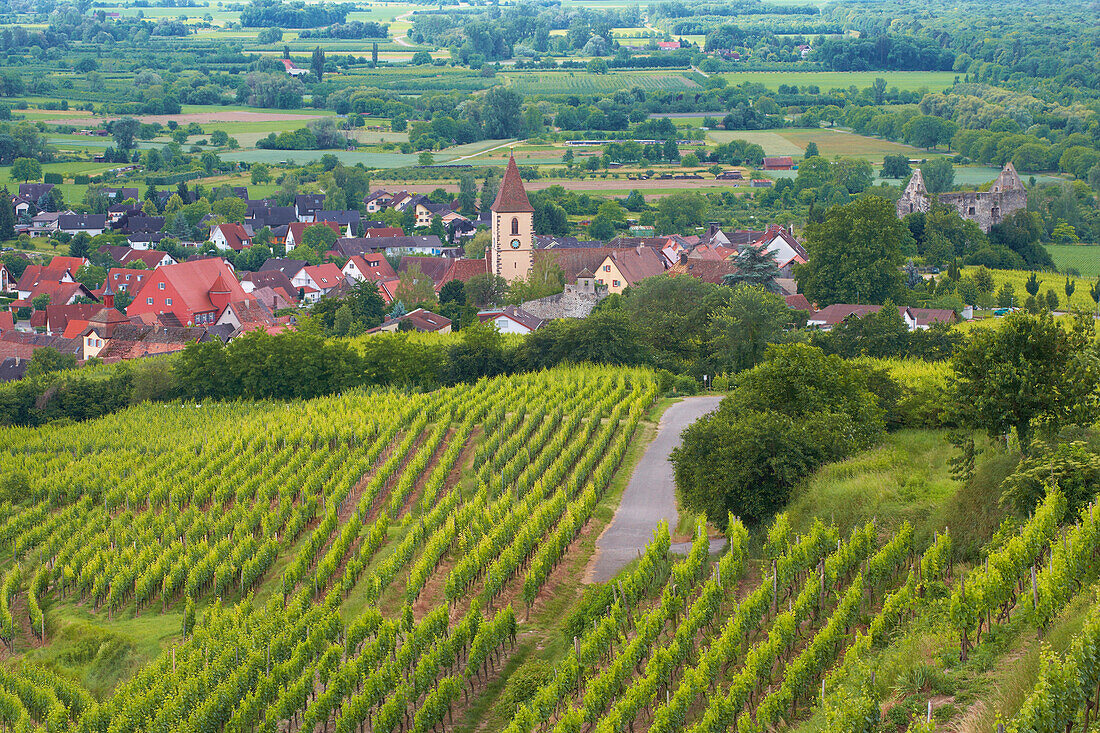 Blick über Weinberge auf Burkheim, Vogtsburg im Kaiserstuhl, Baden-Württemberg, Deutschland