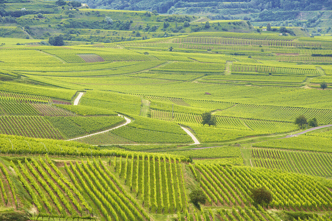 Blick über Weinberge nach Bischoffingen, Kaiserstuhl, Baden-Württemberg, Deutschland, Europa