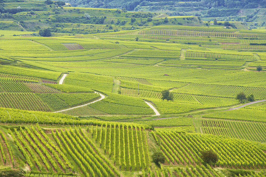 View over vineyards at Bischoffingen, Kaiserstuhl, Baden-Württemberg, Germany, Europe