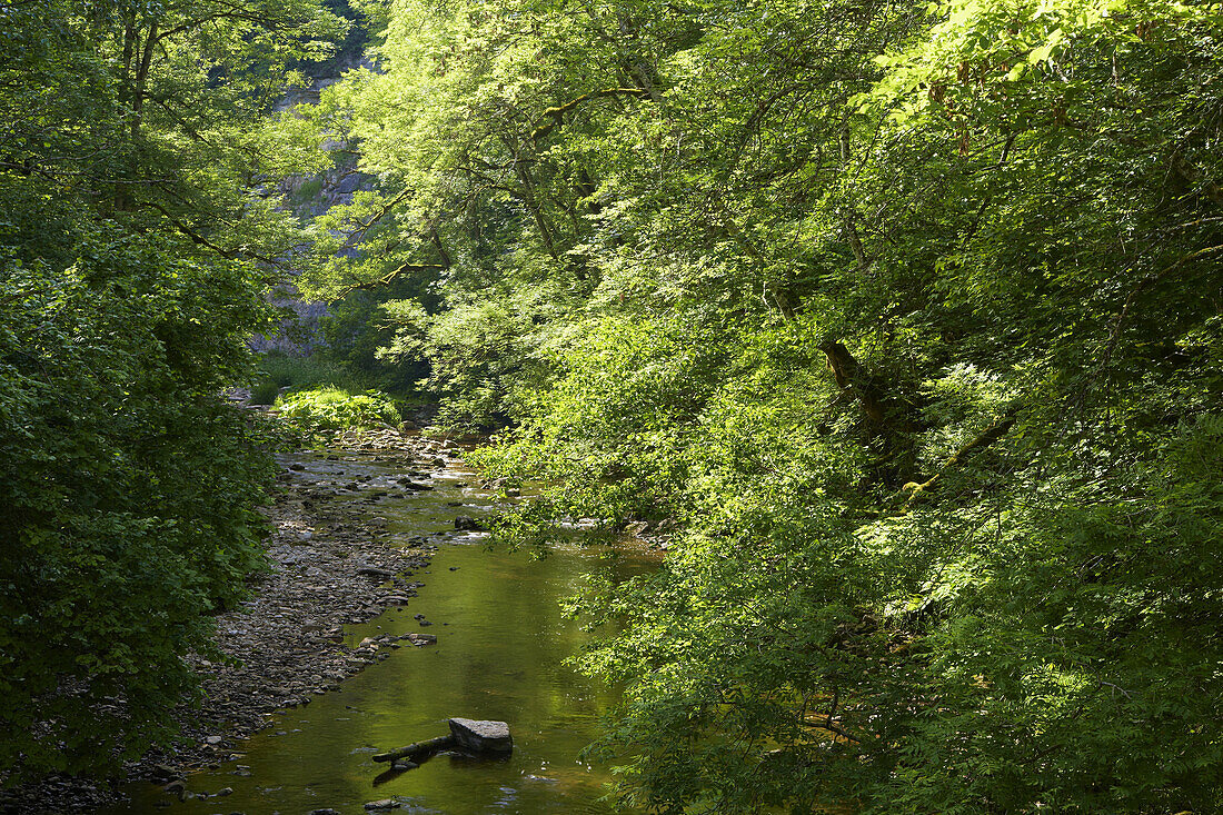 Beim Rümmelesteg in der Wutachschlucht, Schwarzwald, Baden-Württemberg, Deutschland, Europa