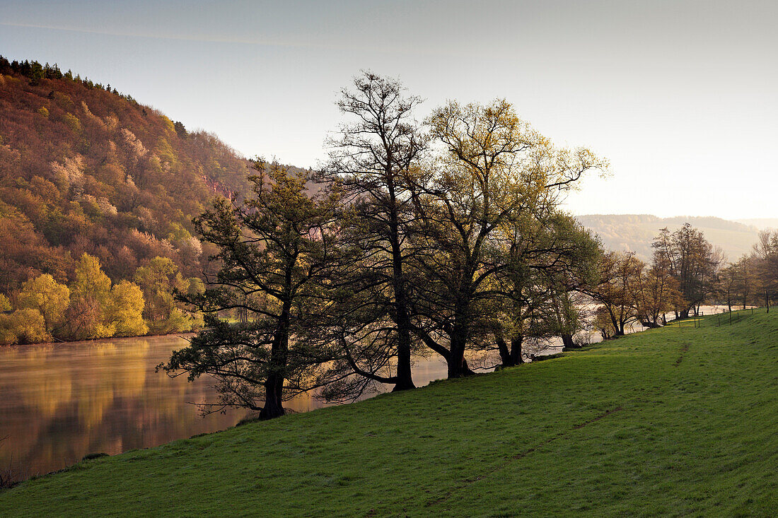 Alder at the riverside, near Freudenberg, Main river, Odenwald, Spessart, Franconia, Bavaria, Germany, Erlen
