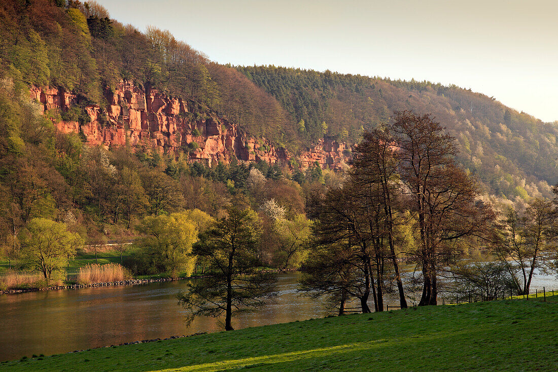 Erlen und Sandsteinfelsen am Ufer, bei Freudenberg, Main, Odenwald, Spessart, Mainfranken, Franken, Bayern, Deutschland