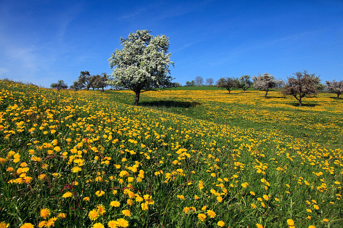 Meadow with dandelion and pear blossom, near Erbach, Odenwald, Hesse, Germany