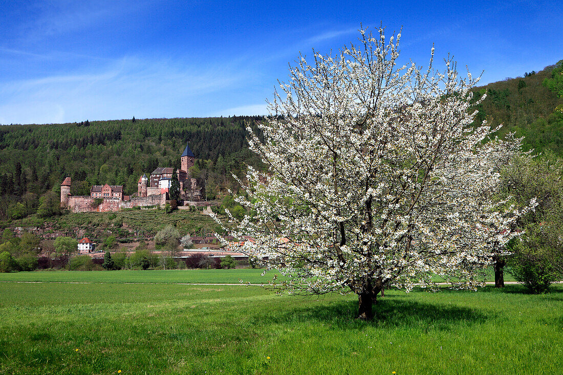 View over Neckar river to Zwingenberg castle, cherry blossom in the foreground, Neckar, Baden-Württemberg, Germany