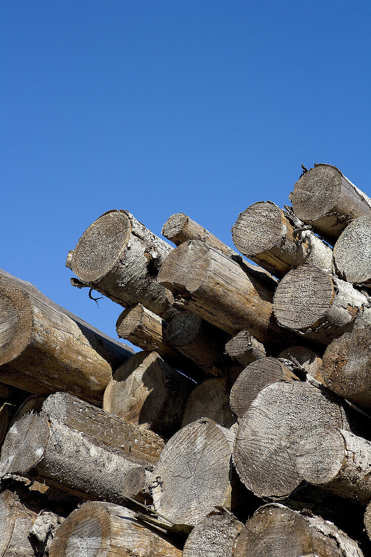 Blue, Blue sky, Color, Colour, Combustible, Daytime, exterior, From below, Heap, Heaped, Heaps, Log, Logging industry, Logs, Low angle, Low angle view, Lumber, Lumber industry, Many, Natural resource, Natural resources, outdoor, outdoors, outside, Pile, P