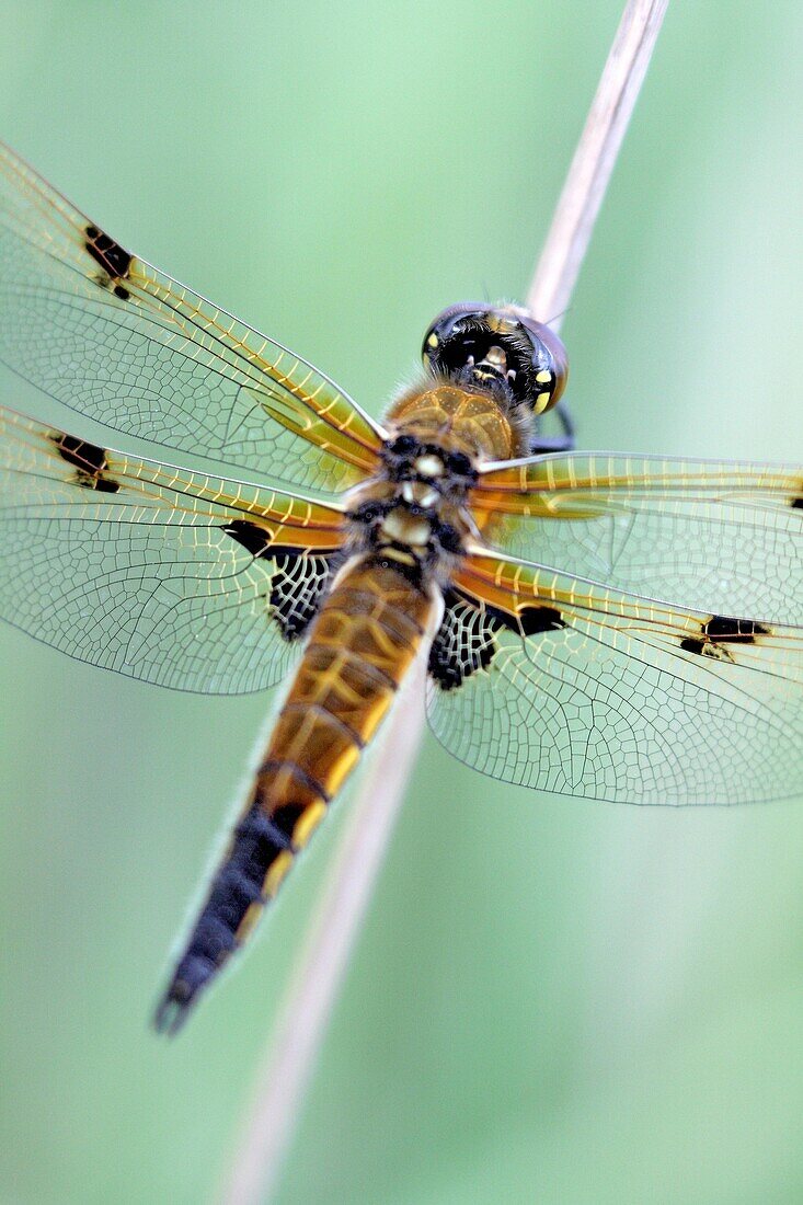 Newly emerged Four-spotted Chaser, Libellula quadrimaculata hands on a reed