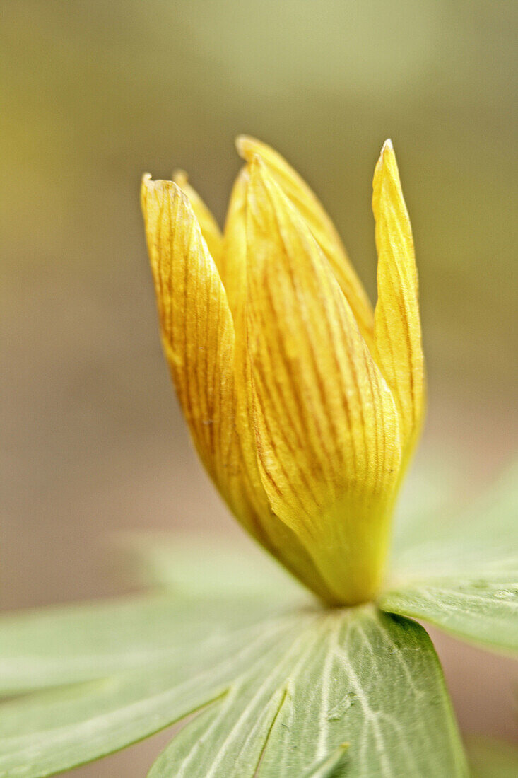 Eranthis hyemalis, winter aconite budding before bloom  The plant likes alkaline soil and is good for rock gardens and edges  Blooms early at close of winter