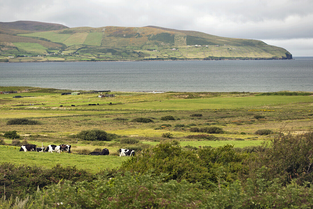 Tralee Bucht, Dingle-Halbinsel, County Kerry, Irland