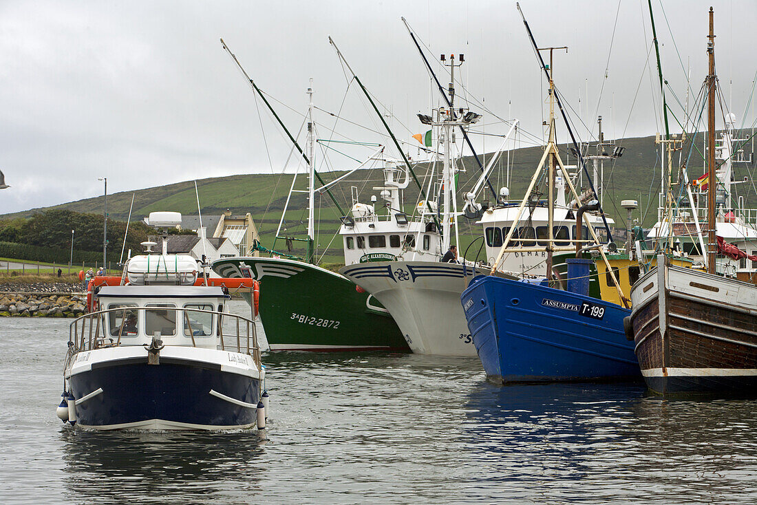 View over Dingle Harbour, Dingle Peninsula, County Kerry, Ireland