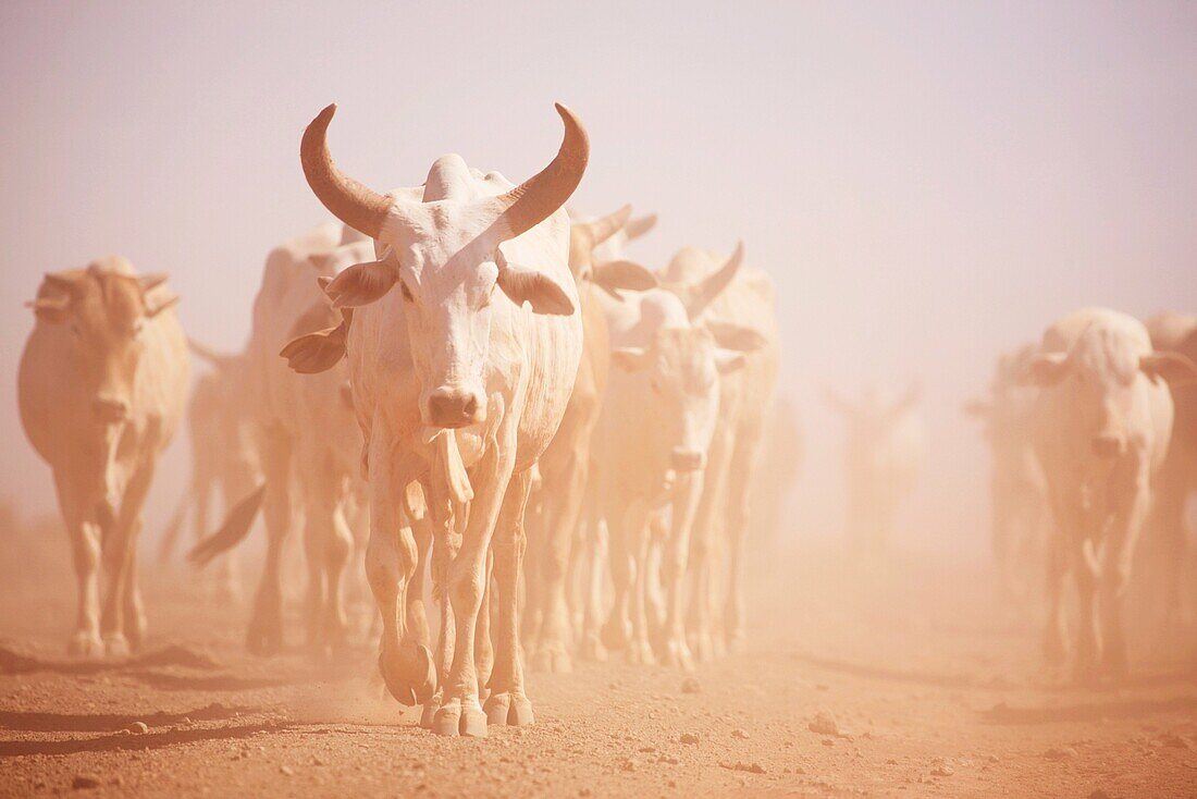 Longhorn Cattle in the Desert of Northern Kenya