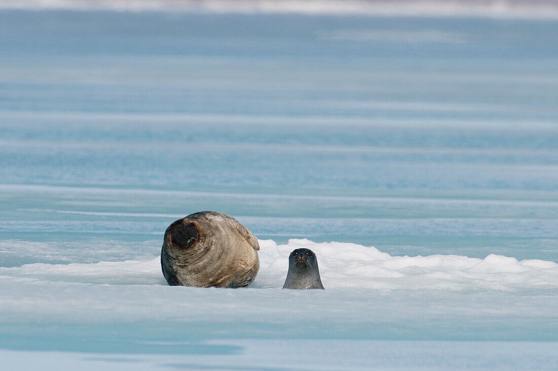 Ringed seal mother and pup of the year in spring  The pup is about 2 months old, the mother is moulting her coat  The animal gives birth in cavities/dens hidden under the snow on the sea ice