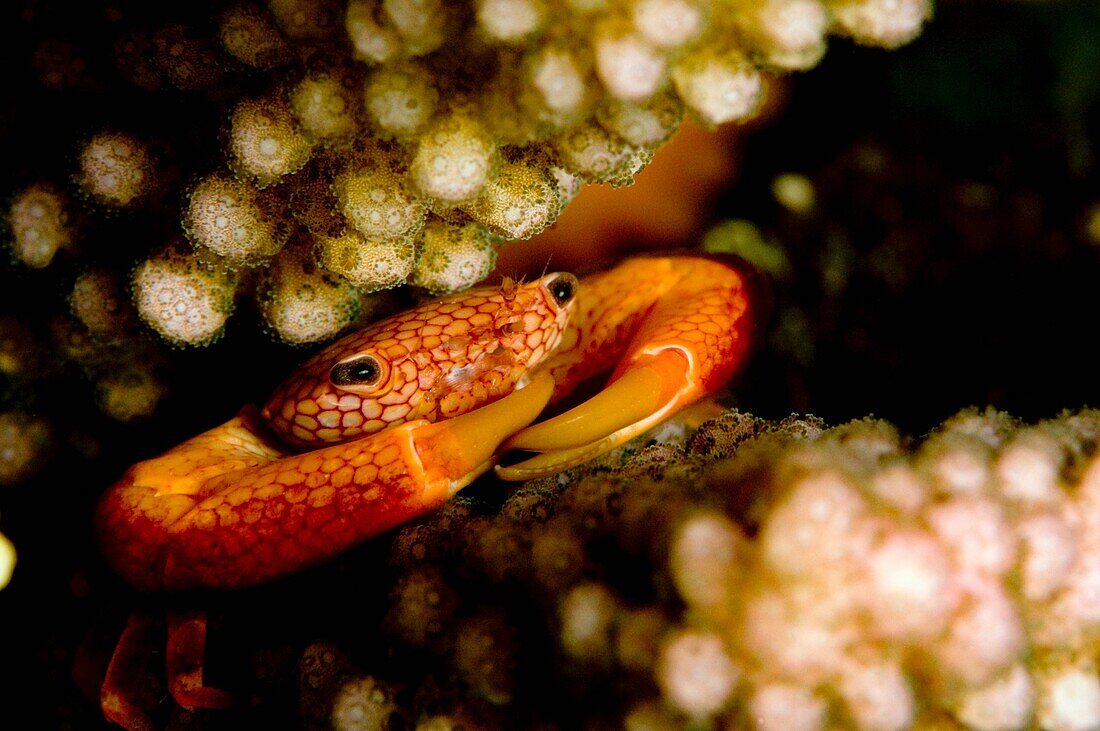 Similans Islands National park, Andaman Sea, Thailand Red spotted coral crab, Trapezia rufopunctata filter feeding at night