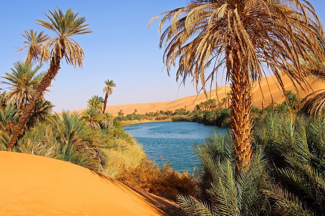 Palm trees on the shore of the Um el Maa lake in the Awbari sand sea, Sahara desert, Libya