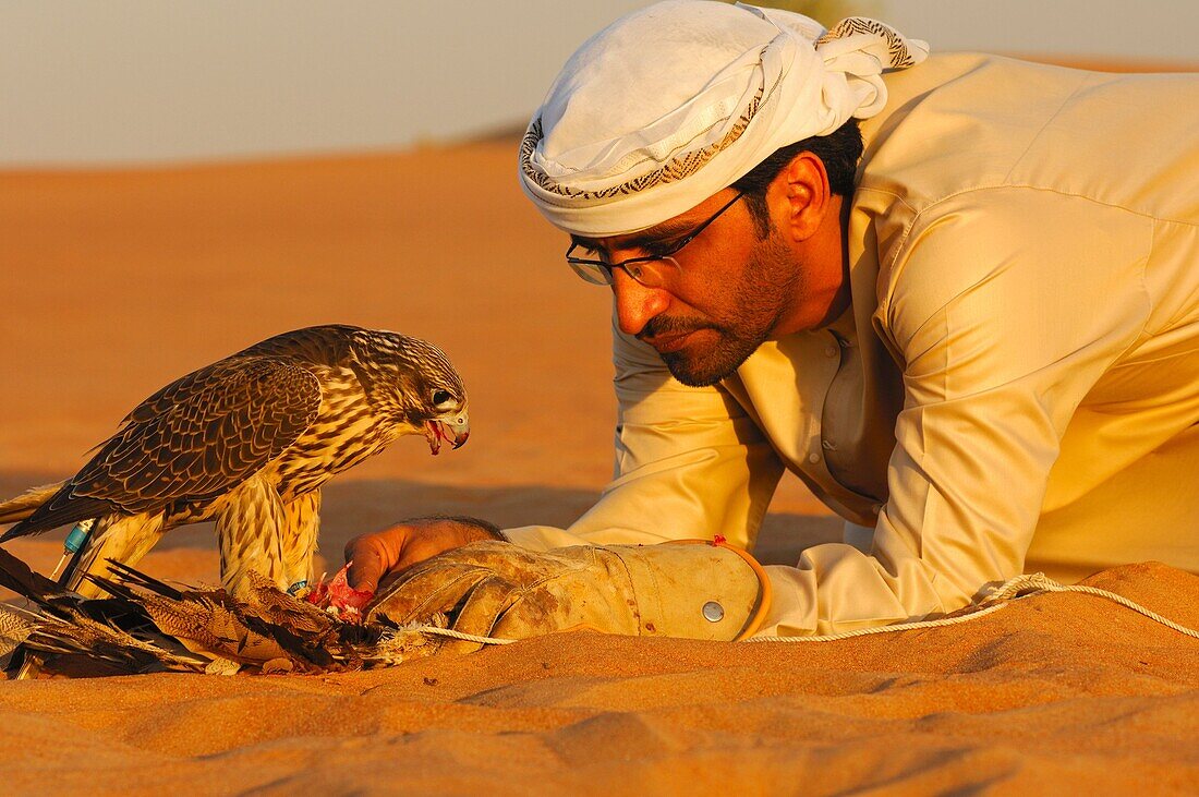Arab falconer feeds his Gyr Falcon Falco rusticolus in the evening sun in the desert sand, Dubai, United Arab Emirates, UAE