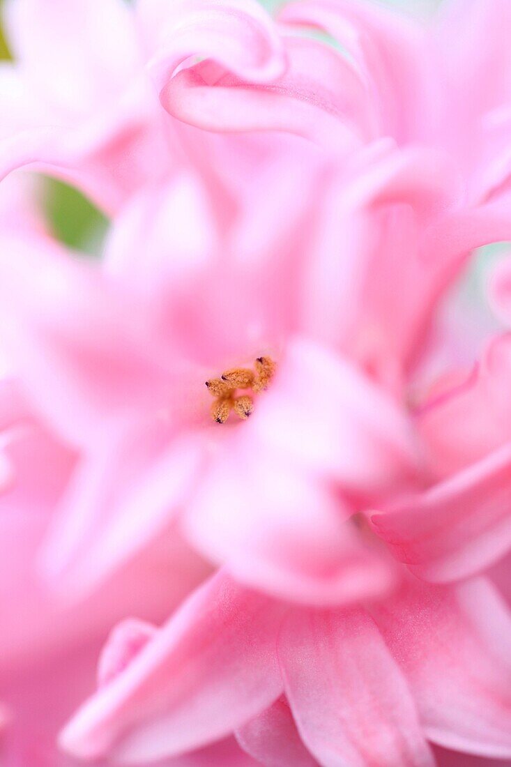 Highly Fragrant Pink Hyacinth-fine art photography © Jane-Ann Butler Photography JABP358 RIGHTS MANAGED