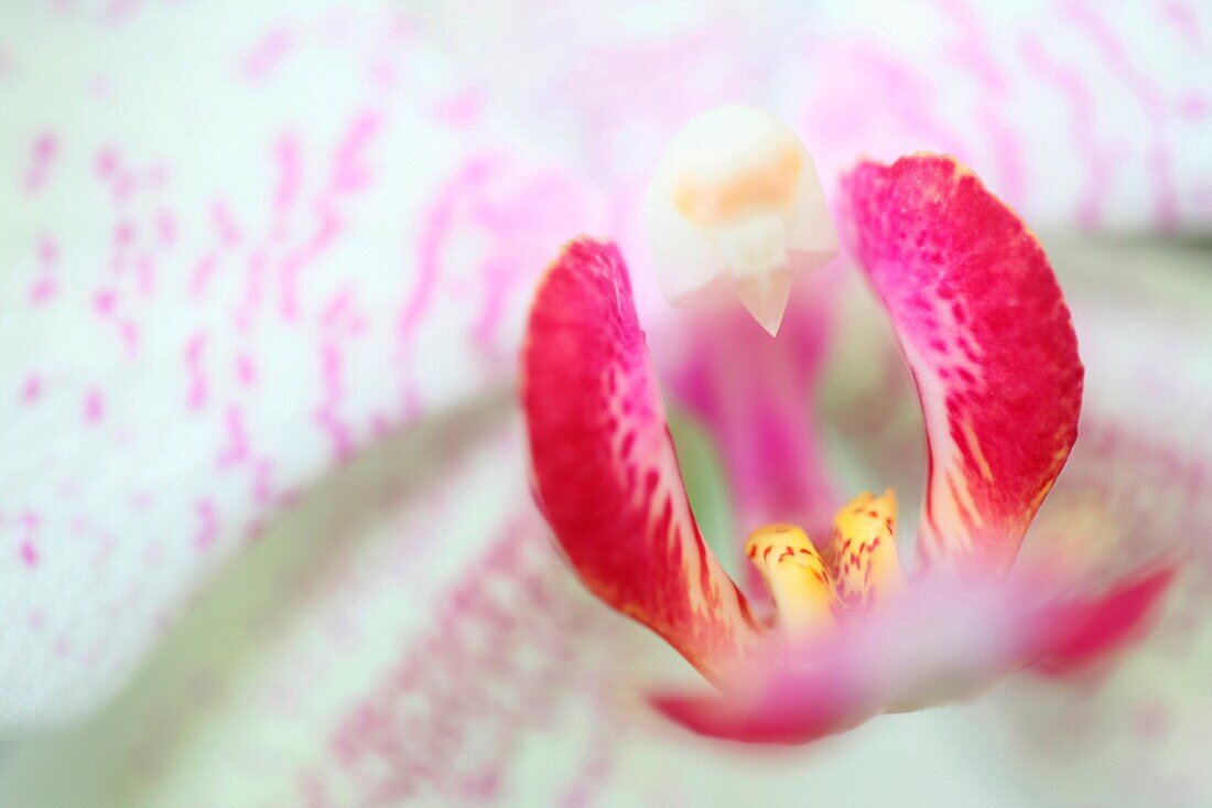 Phalaenopsis Mimosa Close Up-fine art photography © Jane-Ann Butler Photography JABP323 RIGHTS MANAGED