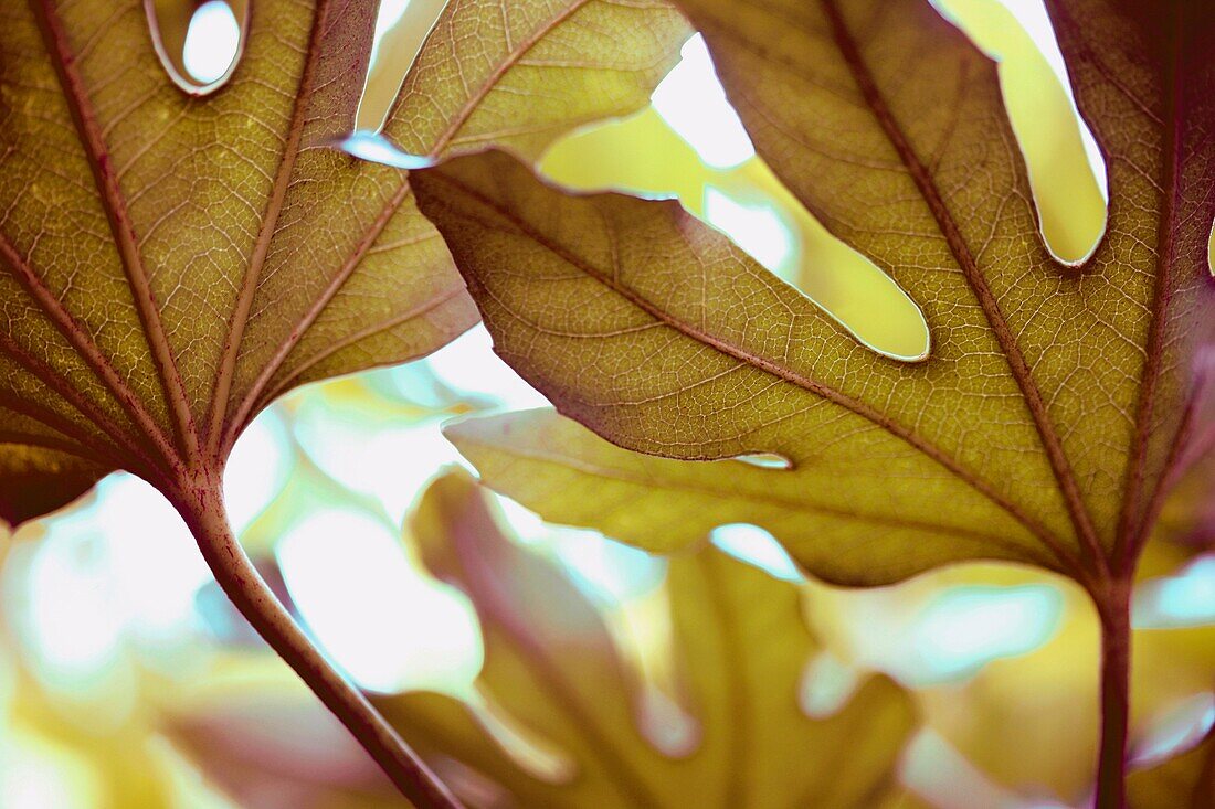 beautiful leaf in a contemporary style - fine art photography © Jane-Ann Butler Photography JABP533 RIGHTS MANAGED