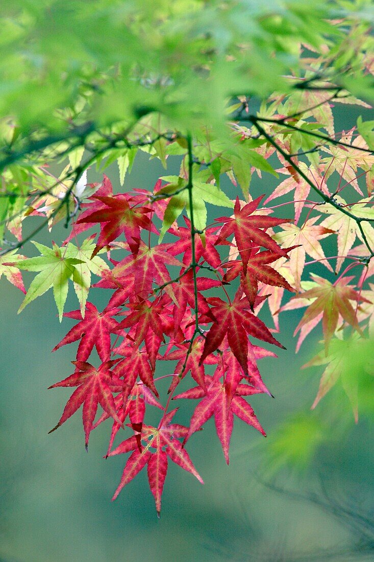 Japanese Maple Acer plamatum, leaves showing autumn colour, Germany