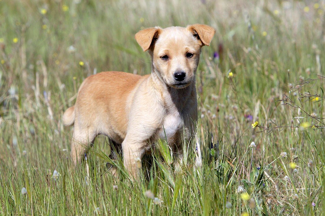 Mongrel Dog, puppy, Portugal