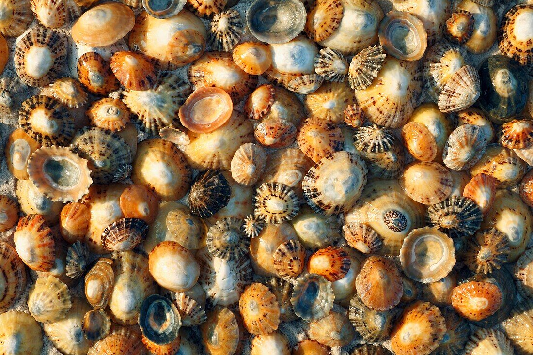 Common Limpet Shells Patella vulgata, on coast at Bamburgh, Northumberland, England