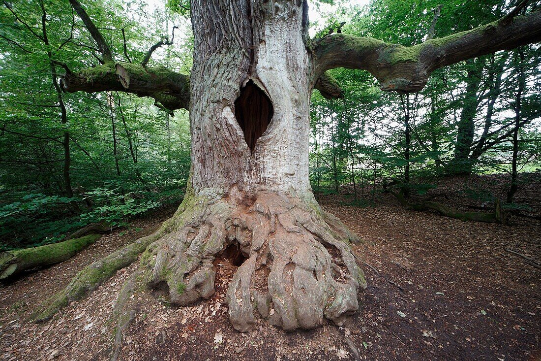 Oak Tree Quercus robur, ancient tree in summer, Sababurg Ancient Forest NP, N  Hessen, Germany