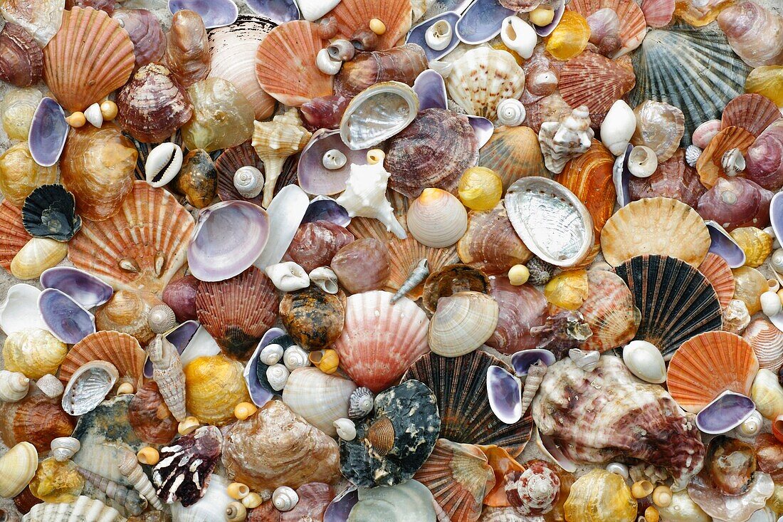 Mixed Shells, conglomerate of North Sea, Atlantic and South Sea shells