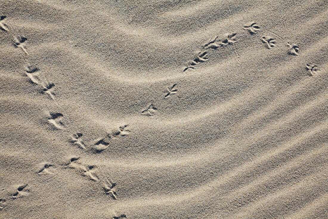 Bird Tracks in sand, Texel Island, Holland