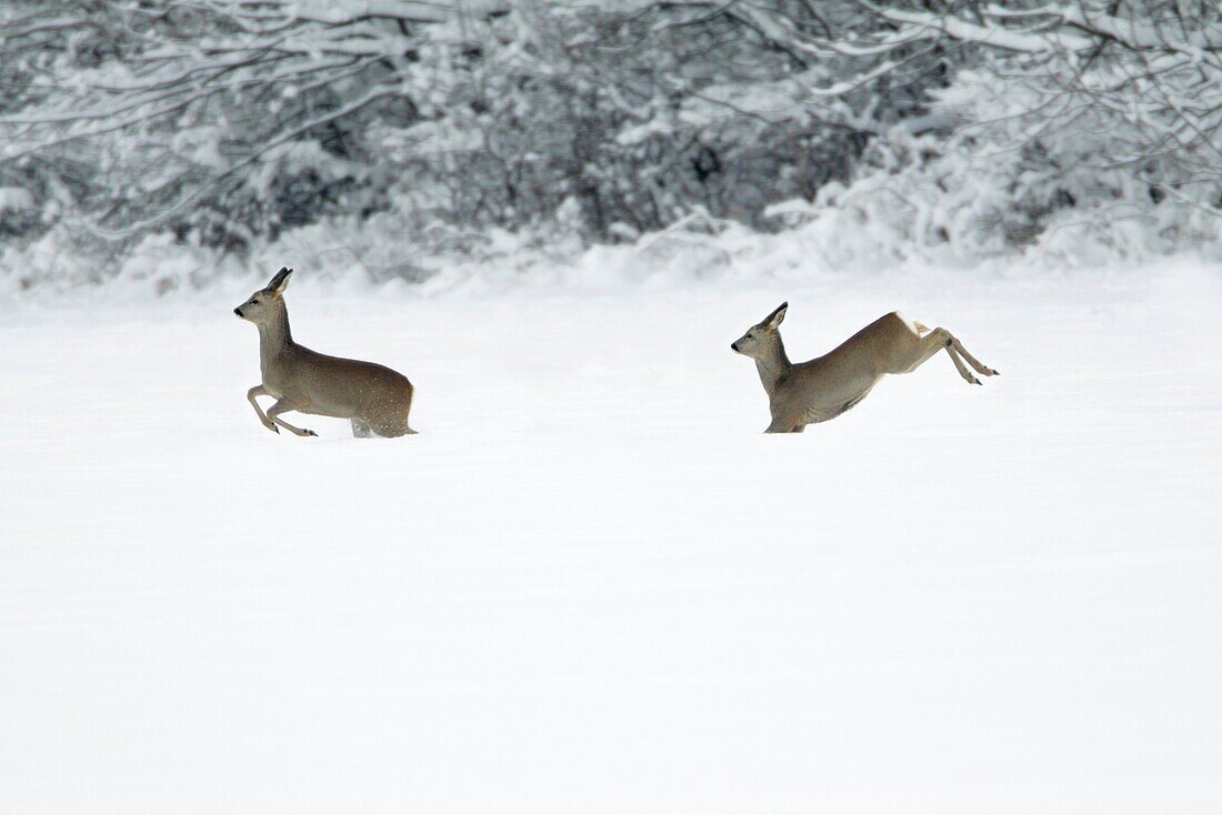 Roe deer, Capreolus capreolus, two running across snow covered field in winter, Harz mountains, Lower Saxony, Germany