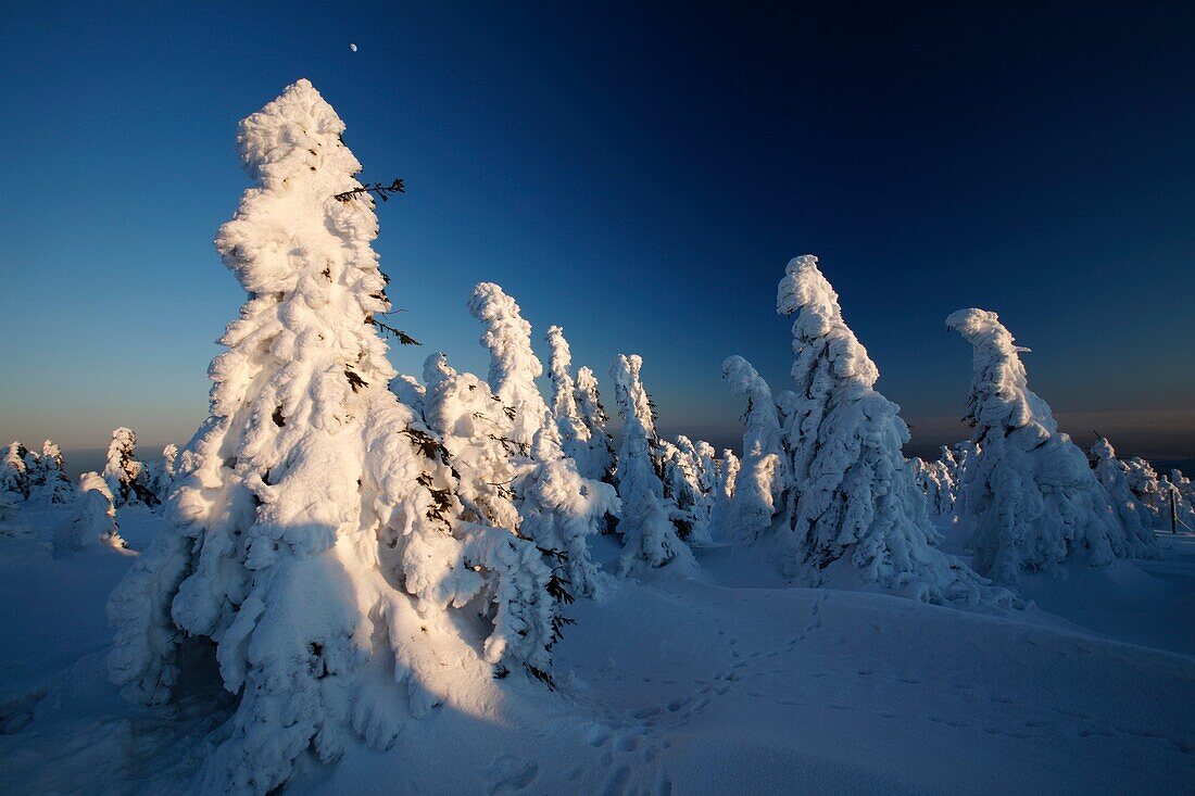 Snow covered Norway Spruce trees, Picea abies, and moon in winter, Brocken mountain, National Park Hochharz, Saxony-Anhalt, Germany