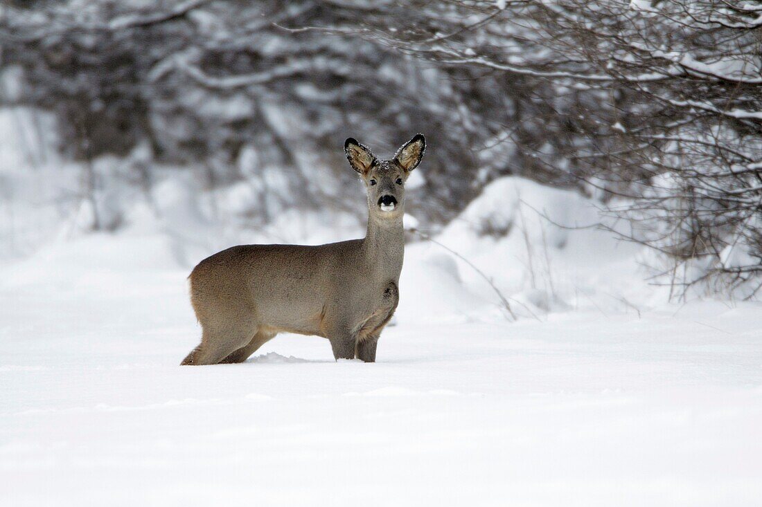 Roe deer, Capreolus capreolus, at edge of snow covered woodland in winter, Harz mountains, Lower Saxony, Germany
