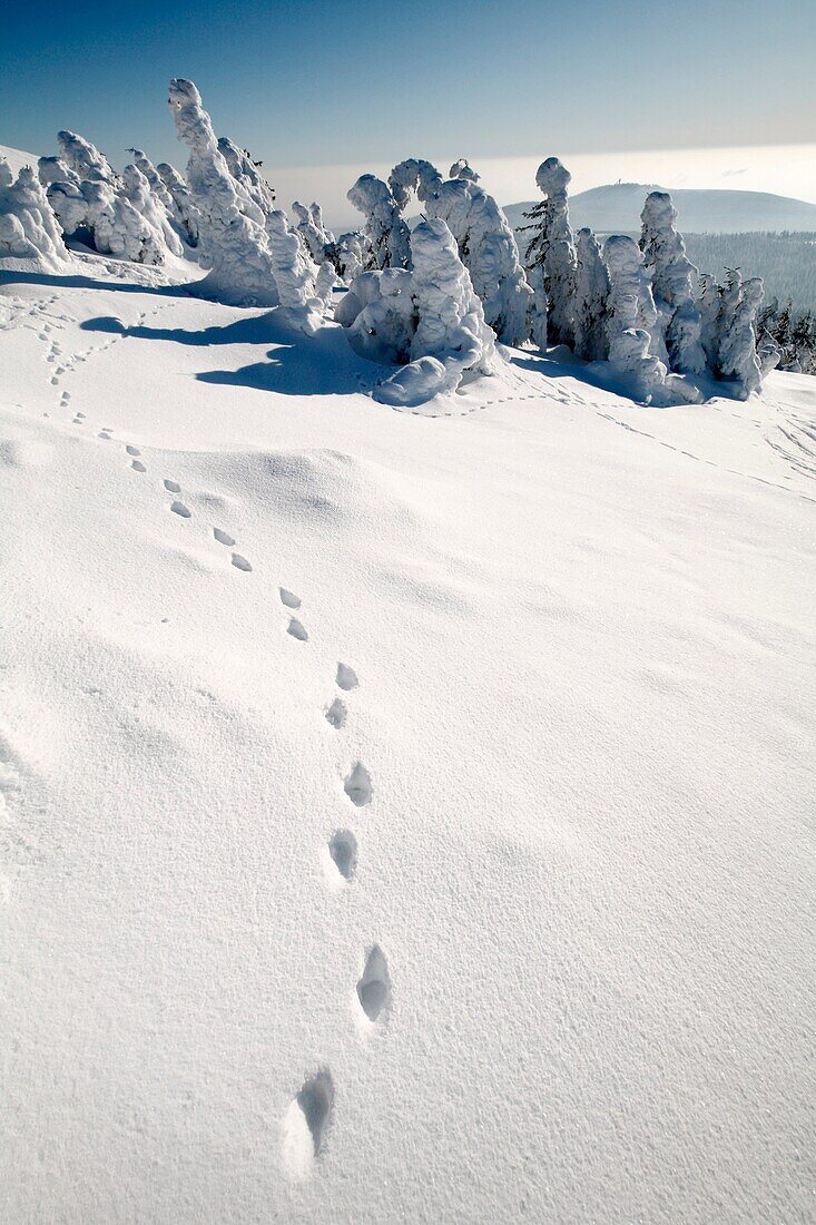 European Fox, tracks in snow, Harz mountains, Lower Saxony, Germany