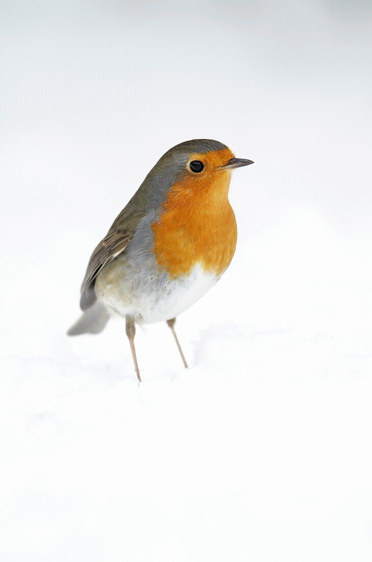 European Robin, Erithacus rubecula, searching for food in garden, in winter, Germany