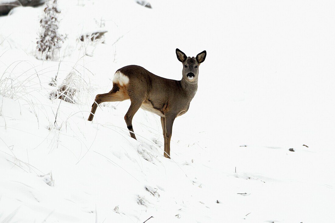 Roe deer, Capreolus capreolus, in winter, Lower Saxony, Germany