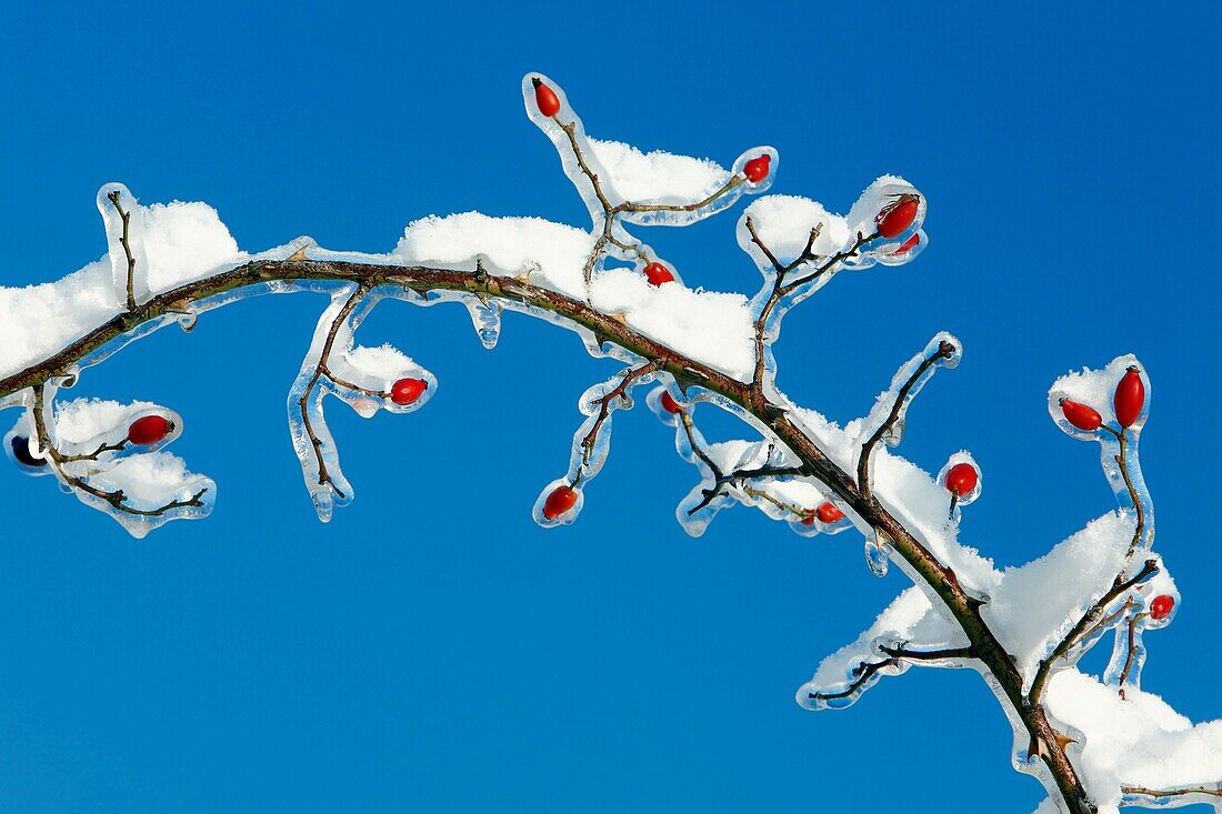 snow and Ice covered wild rose branch with Rose Hips, in winter, Germany