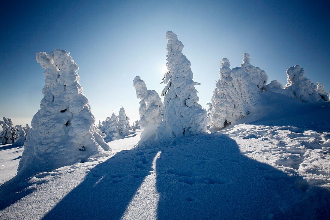 Snow covered Norway Spruce trees, Picea abies, in winter, Brocken mountain, National Park Hochharz, Saxony-Anhalt, Germany