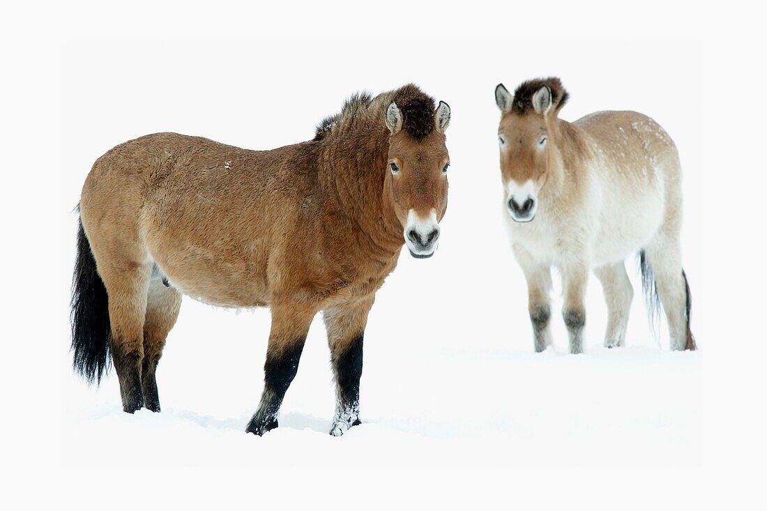 Presewalski´s Horse, stallion and mare on snow covered field, Germany