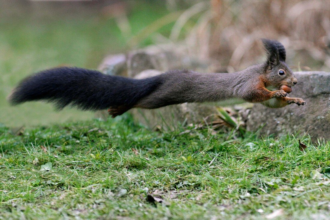 Red Squirrel Sciurus vulgaris - running across garden with hazelnut in mouth
