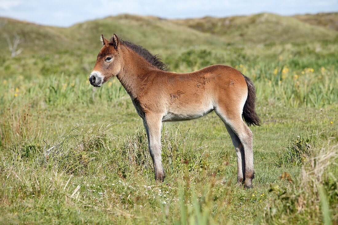 Exmoor Pony, foal, De Bollekamer sand dune national park, Texel, Holland