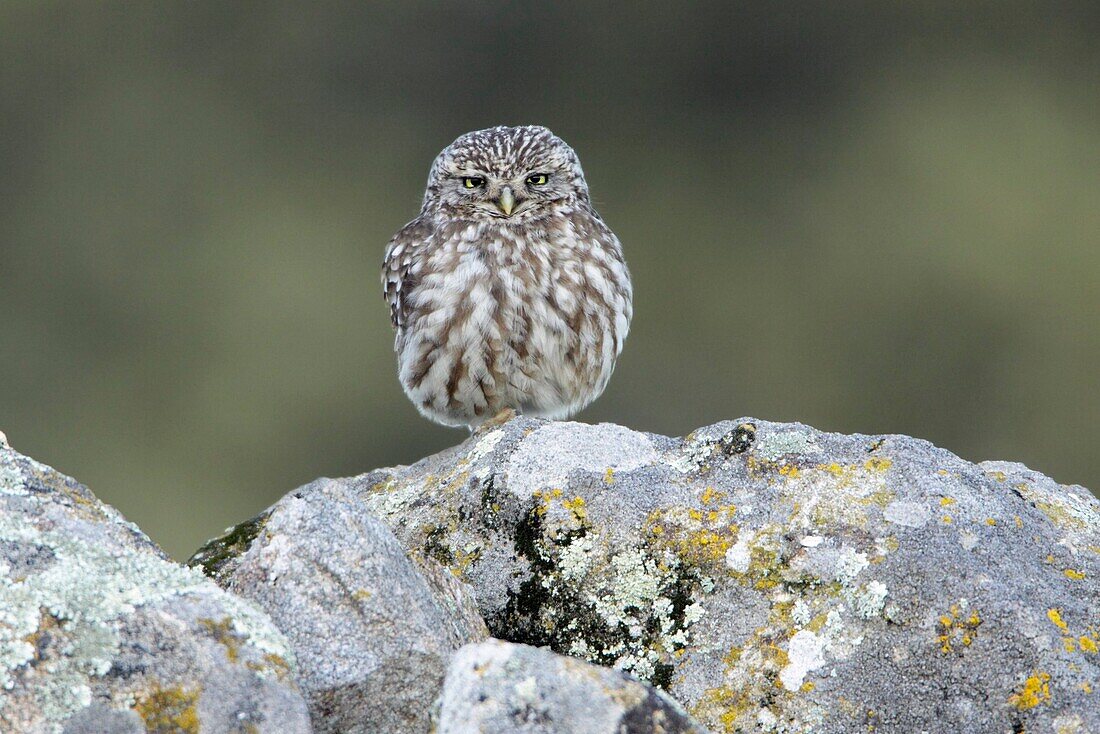 Little Owl Athena noctua, perched on boulders, Alentejo, Portugal