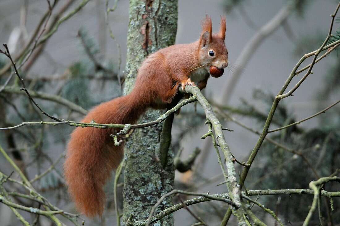 European Red Squirrel Sciurus vulgaris, on branch with hazelnut in mouth, autumn