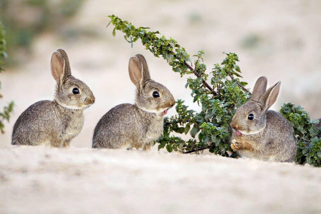Wild Rabbit Oryctolagus cuniculus, three young animals together, Alentejo, Portugal