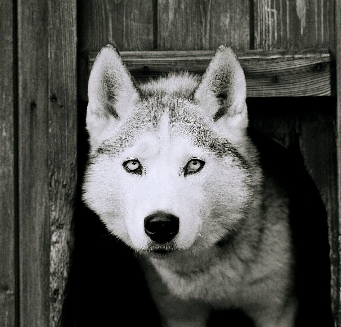 A Husky dog