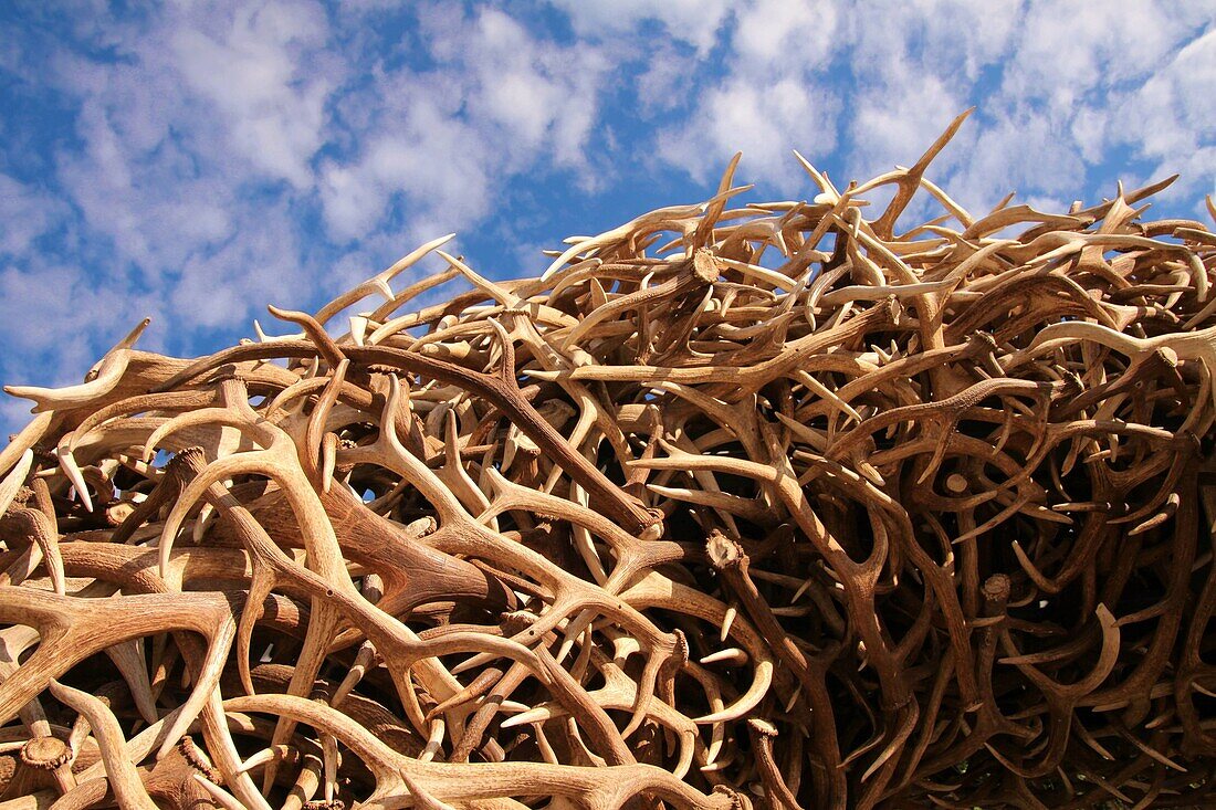 antler arches at the jackson, wyoming town square